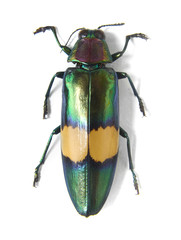 A large green Chrysochroa Saundersii beetle isolated on a white background