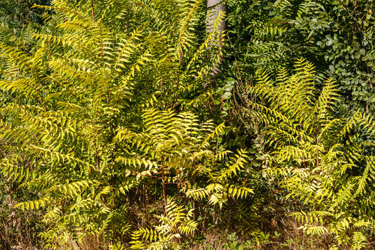 Ramas y hojas de Ailanto, &Aacute;rbol del Cielo. Ailanthus altissima.