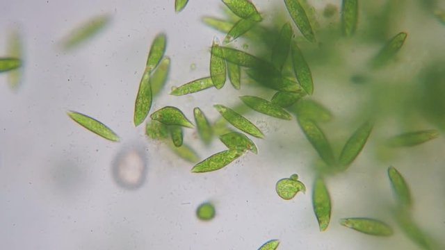 Motion of single-celled protozoa (Euglena) under microscope
