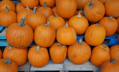 Round orange pumpkins in bulk at the farmers market in the fall