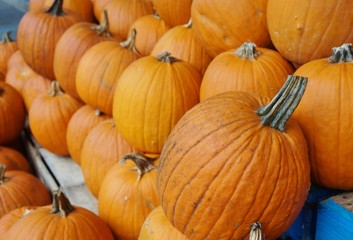 Round orange pumpkins in bulk at the farmers market in the fall