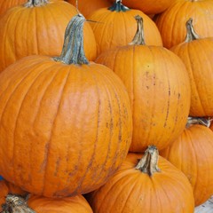Round orange pumpkins in bulk at the farmers market in the fall