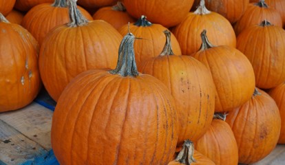 Round orange pumpkins in bulk at the farmers market in the fall