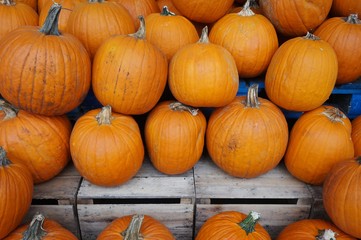 Round orange pumpkins in bulk at the farmers market in the fall