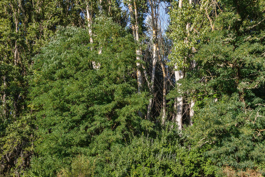 Bosque de Falsas Acacias y Chopos. Robinia pseudoacacia y Populus.