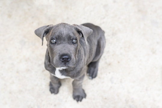Adorable grey cane corso puppy, close up, looking up towards the camera