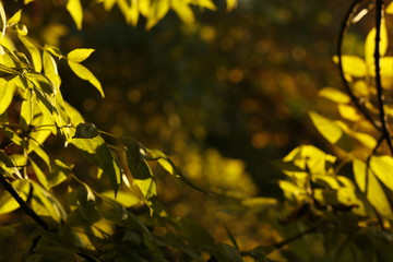 autumn leaves in the sun, blurred background