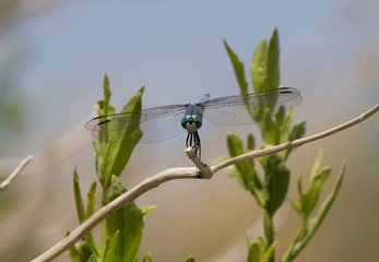 Dragonfly close-up