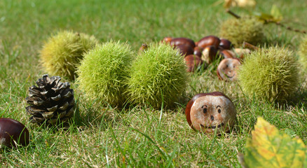 Fruits d'automne