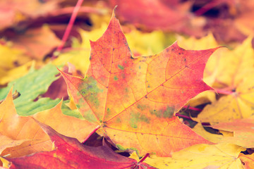 Autumnal leaves on the forest floor.