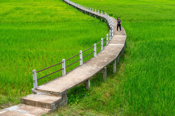Obraz premium Thai woman standing on concrete walkway in green rice field