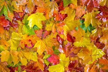 Naklejka na ściany i meble Colorful fall leaves