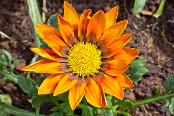 Orange flower full of polen
