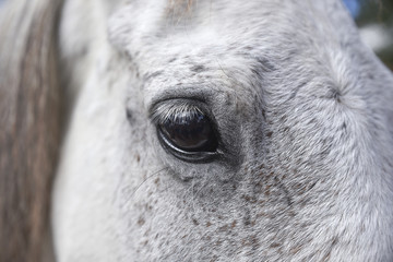 Eye Detail of A White Horse