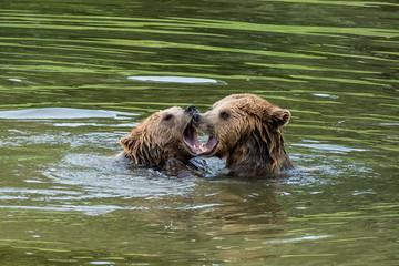 Obraz na płótnie Canvas Braunbären beim Spiel im Wasser - Ursus arctos
