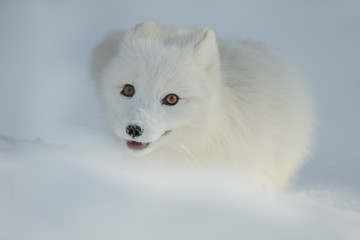 Arctic Fox in Snow