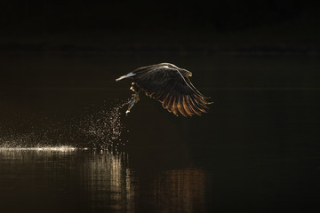 Sea Eagle Hunting