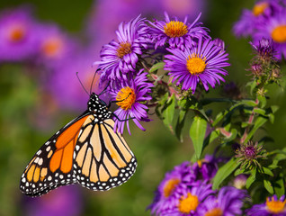 Monarch Butterfly at 4th Generation Stage-Madison,WI,USA