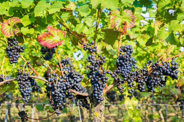 Hanging blue grape bunches in vineyard