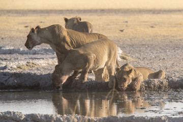 lions of the central kalahari at a waterhole
