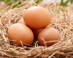 Chicken eggs on straw