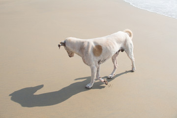 Obraz na płótnie Canvas dog on a tropical beach