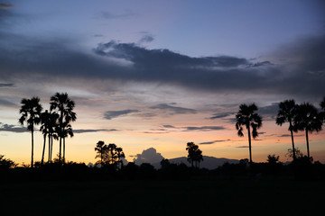 Fototapeta na wymiar sunset with coconut trees