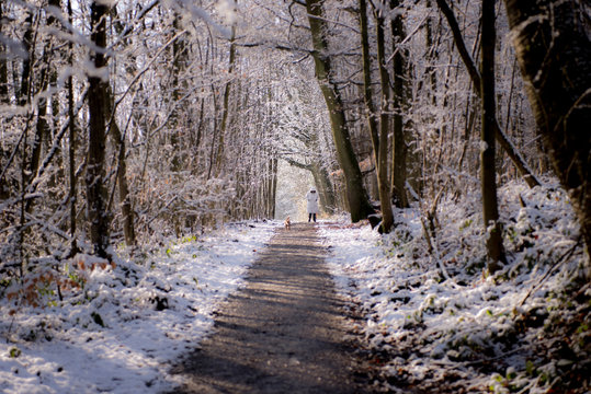 German forest at winter