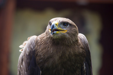 Steppe Eagle, Aquila nipalensis, detail of eagles head.