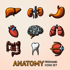 Internal human organs handdrawn icons set with - heart, brains, lungs, liver, kidneys, intestine, eye, teeth, stomach. Vector