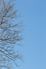 Branches of tree against the sky