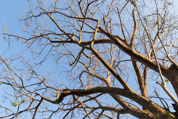 Branches of tree against the sky