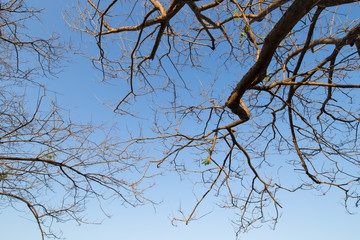 Branches of tree against the sky
