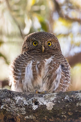Asian Barred Owlet