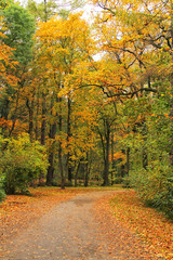 Naklejka premium beautiful park at sunrise in autumn time. Nature background