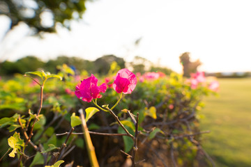 Bougainvillea