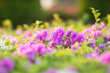 Bougainvillea