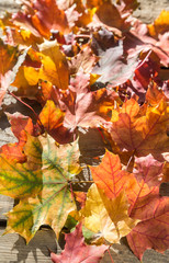 Maple leaves on the wooden background