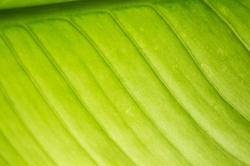 leaf texture