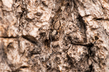 The spider hiding in the recesses of the wood