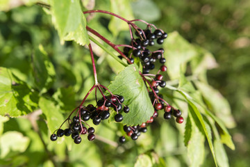 Ripe black berries of the elderberry on bush.
