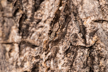 The spider hiding in the recesses of the wood