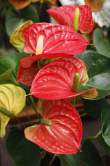anthurium