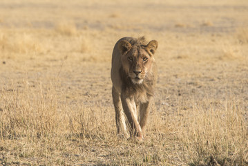 lions at a waterhole in the central kalahari