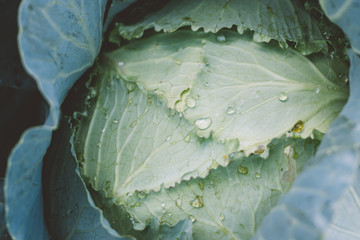 home cabbage plant. cabbage leaves