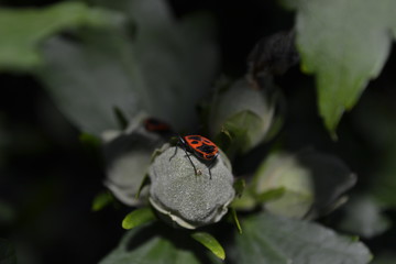 Käfer auf Blüte