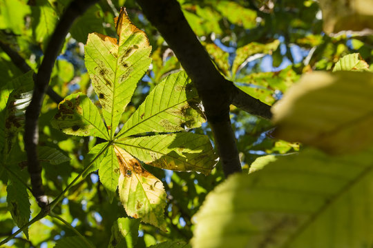 The leaves of chestnut.