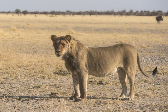 lions at a waterhole in the central kalahari