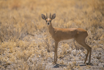 Naklejka na ściany i meble Steenbok in the central Kalahari