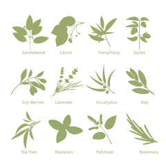 Collection of  drawn  herbs silhouettes.  Vector illustrations.